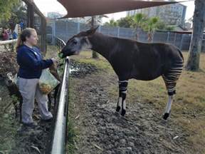 Pen Pals To Save Okapis The Houston Zoo