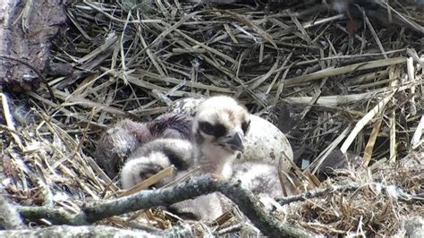 Osprey Lassie Leaves Perthshire Nature Reserve Bbc News