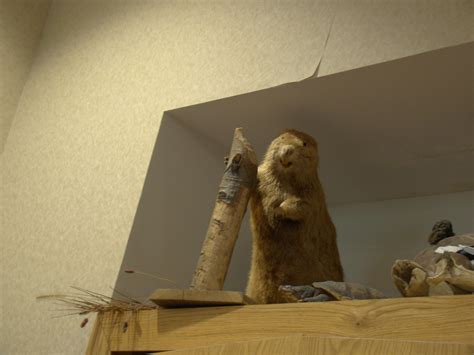 stuffed beaver jim chambers flickr