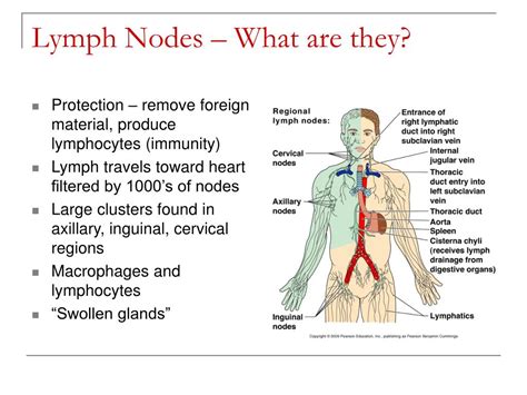 Ppt Lymphatic System And Body Defenses Powerpoint Presentation Free