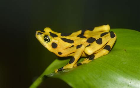 Baverstock school's frog vle is the schools virtual learning environment (vle) powered by frogtrade software. Panamanian golden frog - Wikipedia