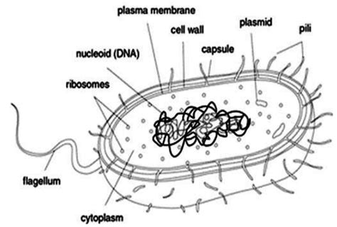 Draw A Prokaryotic Cell And Label It Mercadodeartesaniastijuana