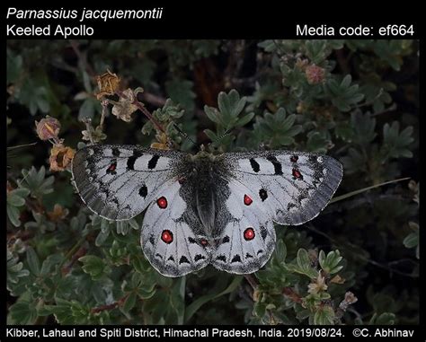 Parnassius Jacquemontii Boisduval 1836 Keeled Apollo Butterfly