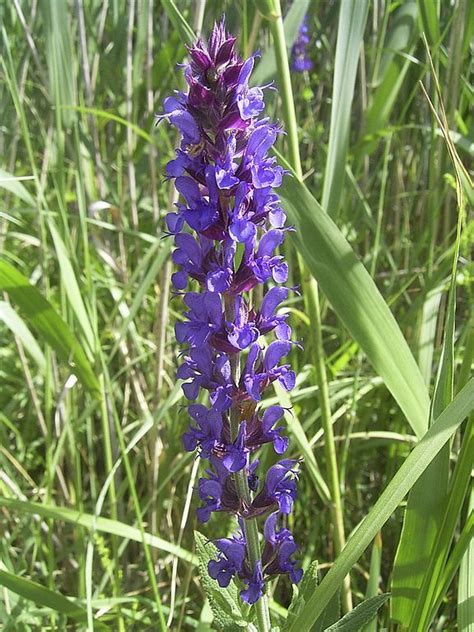 We did not find results for: 15 Flowers Hummingbirds Love To Visit | Hummingbird plants ...