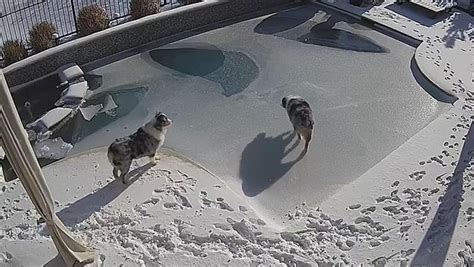 Moment Dog Owner Plunges Into His Freezing Swimming Pool To Rescue Pet