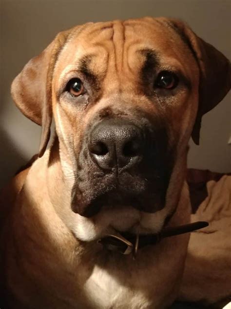 The Boerboel Your Ultimate Breed Guide Your Dog Advisor