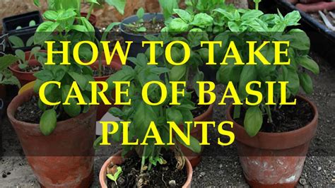 How To Take Care Of Basil Plants Youtube