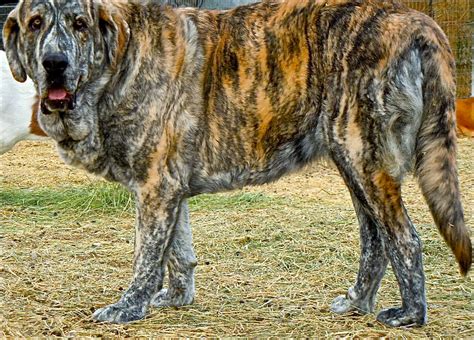 Livestock Guardian Dog Blog Livestock Guardian Dogs And The Brindle