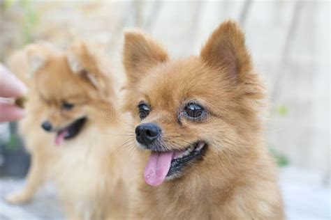 Brown Pomeranians Stock Image Image Of Chihuahua Lovely 72833509