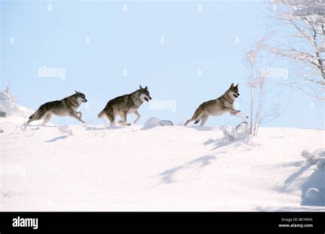 Wolf Canis Lupus Pack Running Through Snow Stock Photo Alamy