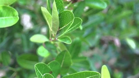 Maybe you would like to learn more about one of these? Sample Nature HD Video 1080p Sony Alpha SLT-A55V.mp4 - YouTube