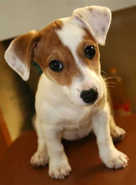 Via Jean Brewer Lovingjackrussells Baby Puppies Cute Puppies Dogs