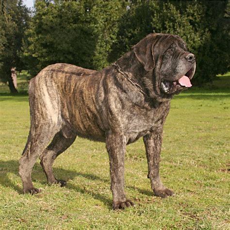 At What Age Is A English Mastiff Full Grown