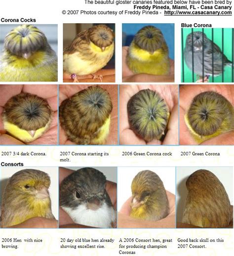Bird Canary How To Breeding Breeding Mania