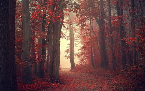 Landscape Nature Fall Trees Mist Path Red Leaves Forest Red Leaves