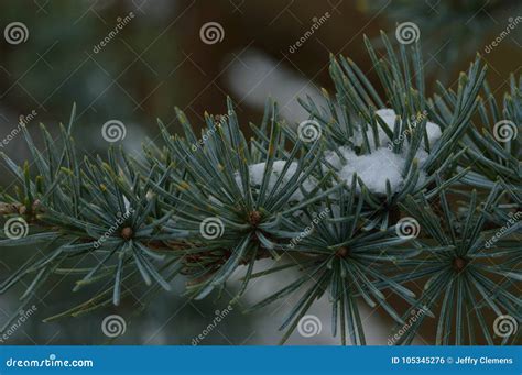 A Pine Branch With Some Snow Stock Photo Image Of Dennentak Branch