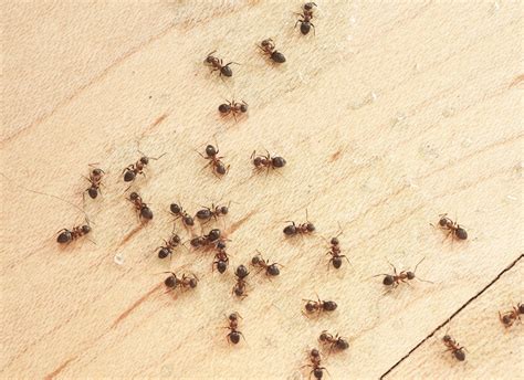10 Bugs That Are Living In Your House—and How To Get Them Out Bob Vila