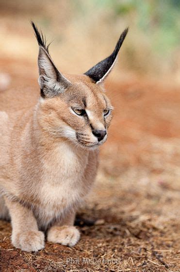 Caracal Felis Caracal This Is A Captive Photographed In A Rescue