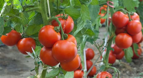 Complete Guide on How to Start Tomato Farming in Nigeria