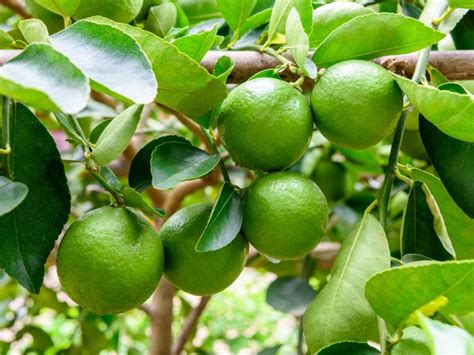 Harvesting Limes Learn How And When To Pick A Lime Gardening Know How