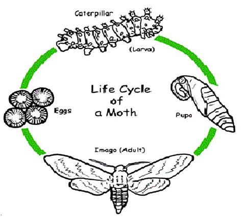 Life Cycle Of A Moth Pestbugs