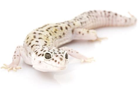Leopard geckos can easy to breed for some, but difficult for others. Leopard Gecko Health & Illness