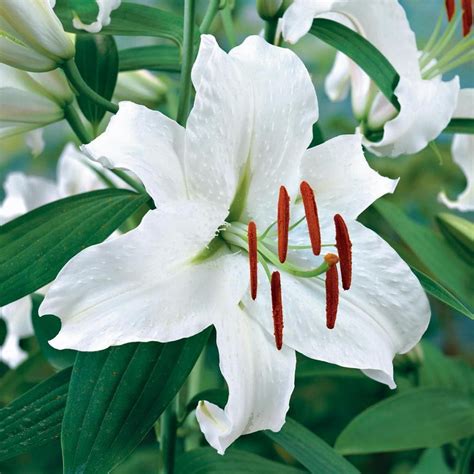 Lily Casablanca An Oriental Lily With Elegant Snow White Flowers That
