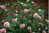 Fragrant Flowering Bushes Images