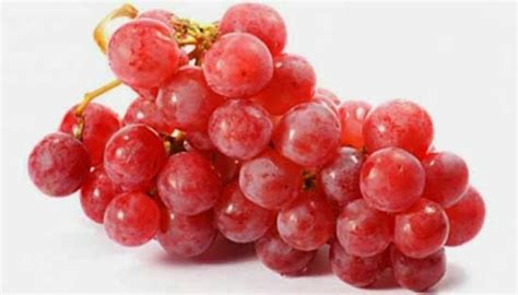 Pohon anggur adalah pohon anggur dengan buah bulat dan berbentuk dompolan. Anggur merah dan kenangan masa muda. tsaah! - luviemelati.com