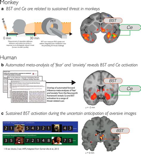 Contributions of the Central Extended Amygdala to Fear and ...