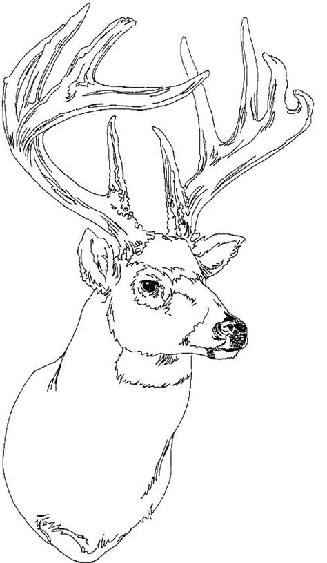 White Tailed Deer Coloring Page At Free Printable