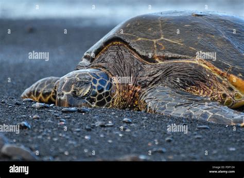 Chelonia Mydas A Green Sea Turtle At A Black Sand Beach At Punaluu