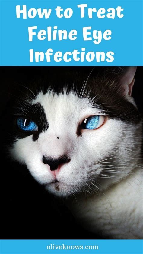 how to treat feline eye infections oliveknows in 2021 cat eye infection cat care tips cat