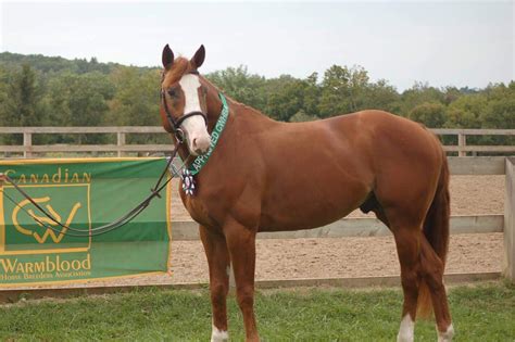 11 Tips To Develop A Perfect Topline For Your Horse - Talking To Horses