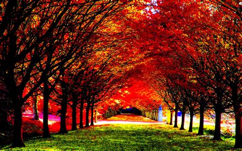 Nature Trees Autumn Colorful Garden Wallpaper 2560 X 1440 Wallpaper