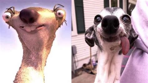 Zappa A Toothless 15 Year Old Italian Greyhound Looks Like Sid The