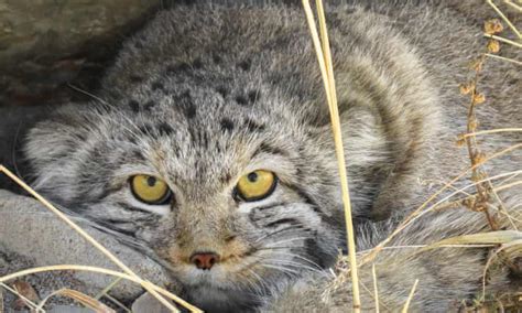 Wildlife Poaching Snow Leopards And Climate Change Denial Green News