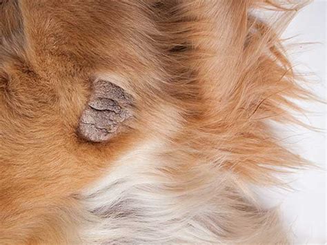 Dog Skin Disease Is Extremely Common