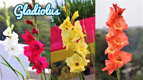How To Grow Gladiolus From Bulbs Or Corms In Pot Winter Flower
