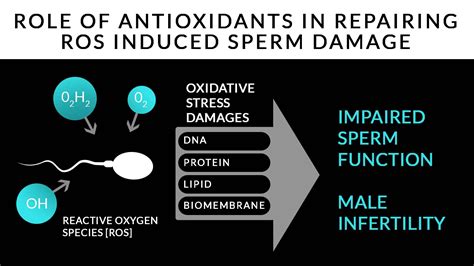 Male Infertility Causes And Treatment Antioxidant Therapy To Combat