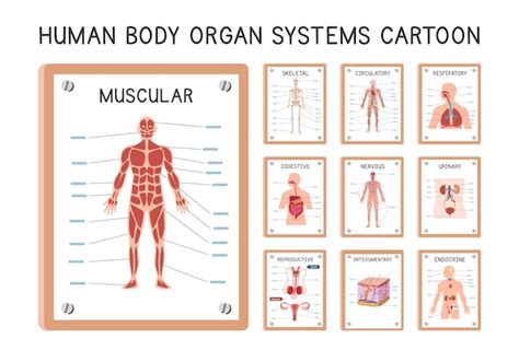 Premium Vector Human Organ Systems Diagram Poster Clipart Cartoon