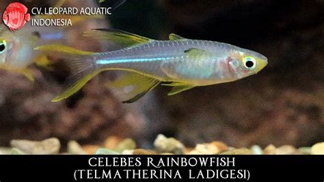 Telmatherina Ladigesi The Beautiful Celebes Rainbowfish Leopard