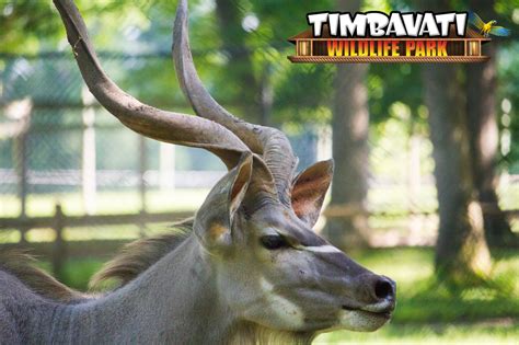 And it was quite pleasant no, i can't say i have done that. A male greater Kudu can weigh up to 600 pounds. There's a ...