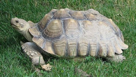 African Spurred Tortoise The Animal Facts Habitat Diet Appearance