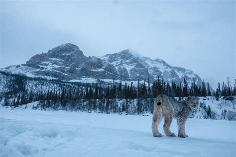 Into The Wintry Kingdom Of The Canada Lynx Canadian Geographic