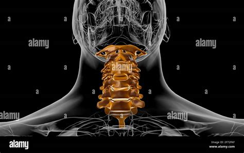 Esqueleto Humano Columna Vertebral Vértebras Cervicales Anatomía 3d