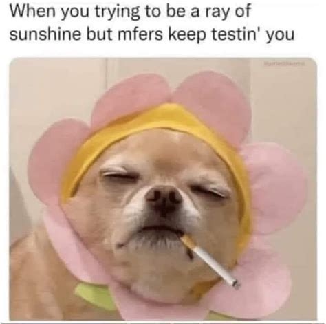 Doggo Memes For You And Your Dog That Will Make Your Day
