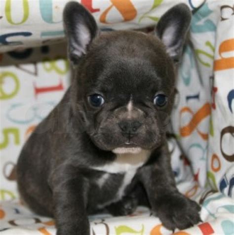 Adopt french bulldogs in missouri. AKC quality French Bulldog Puppy for free adoption ...