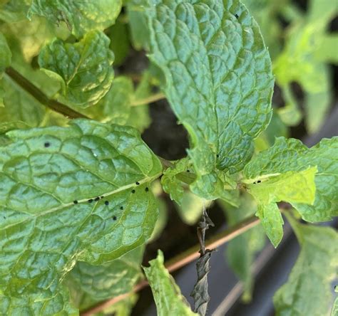 May 28, 2021 · timely integrated pest management alerts for fruits, vegetables, landscape ornamentals, turf, and urban areas Pests and Diseases forum: Help identify pests attacking ...