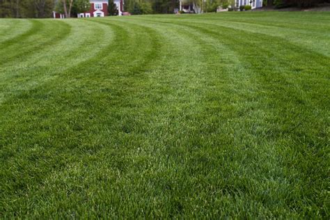 Caring For Your Lawn Is A Year Round Activity Thats Where Turf Pro